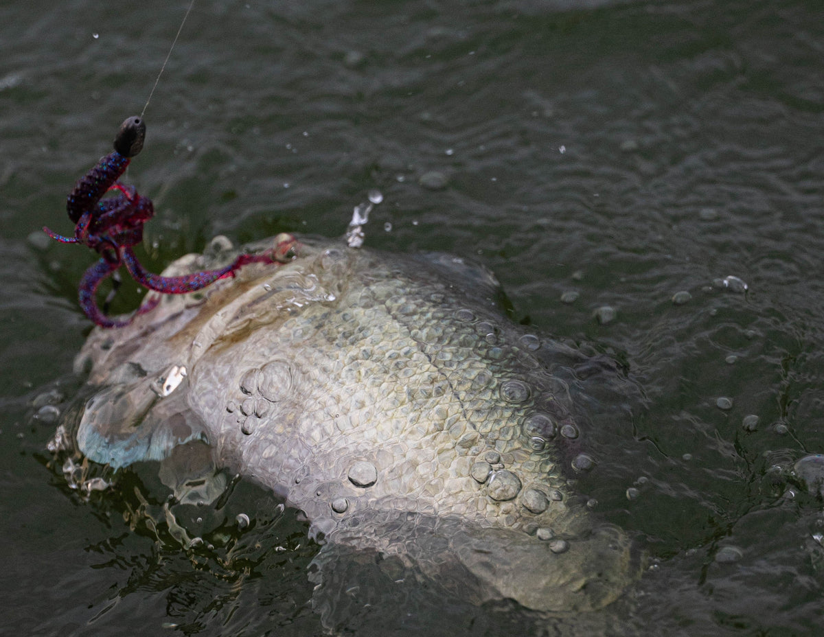 Large fish on a hook in water